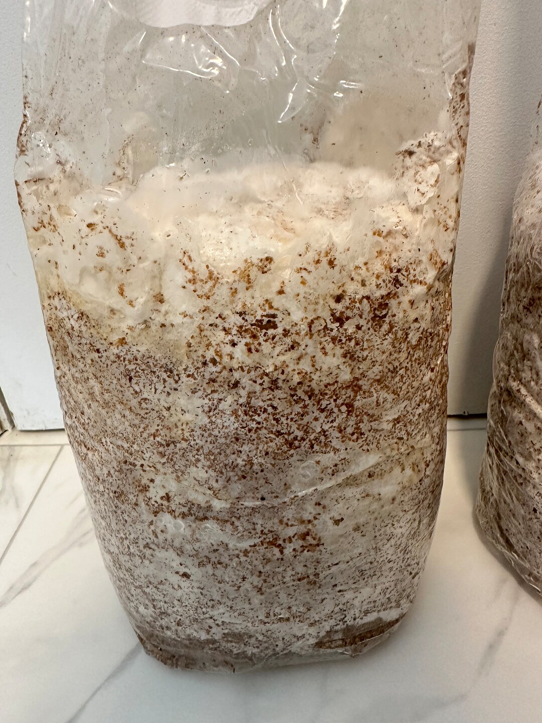 Ready to Fruit Mushroom Bags Etsy