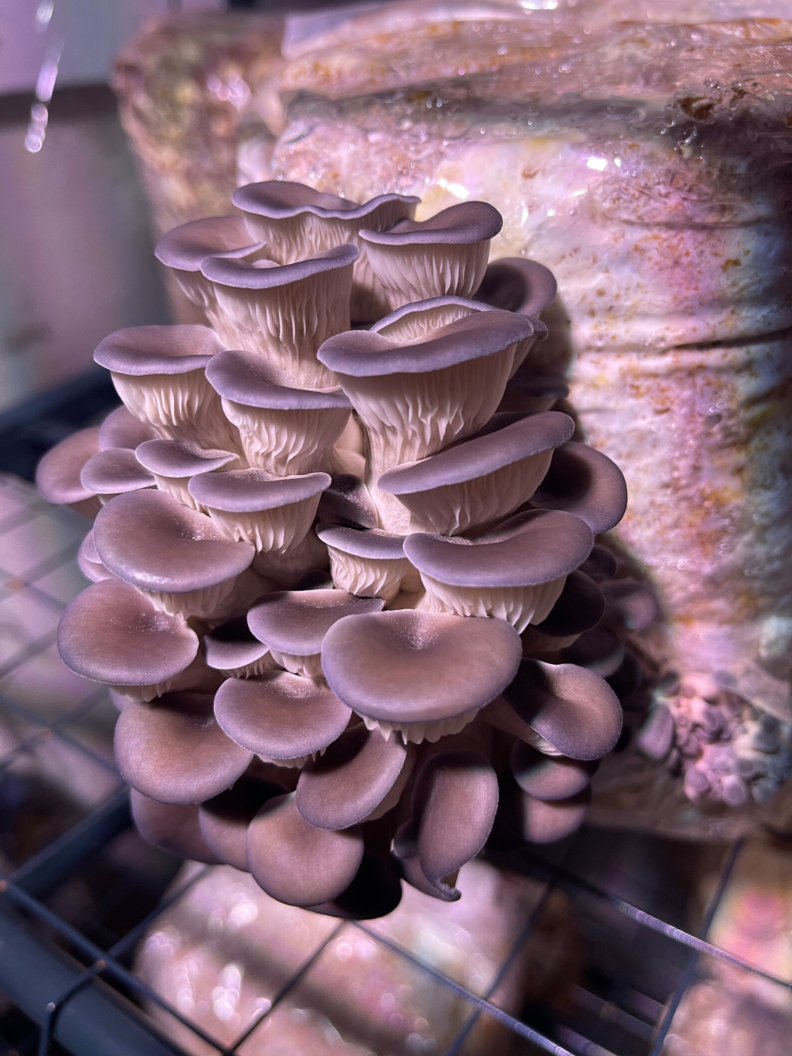 Fully Colonized Grain Spawn Bags Etsy