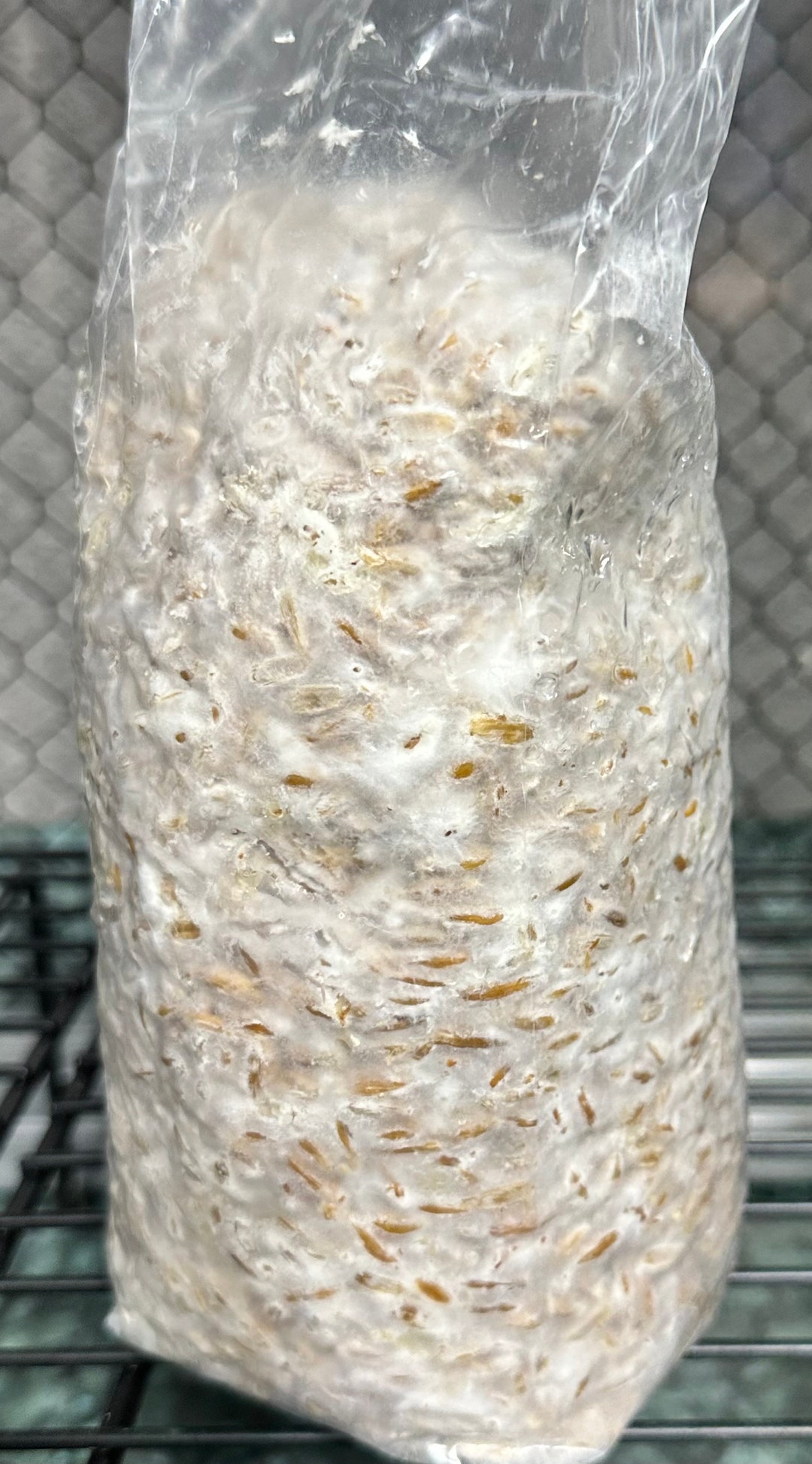 Uinta Mycology Corn Spawn Bag – Moonlight Garden Supply