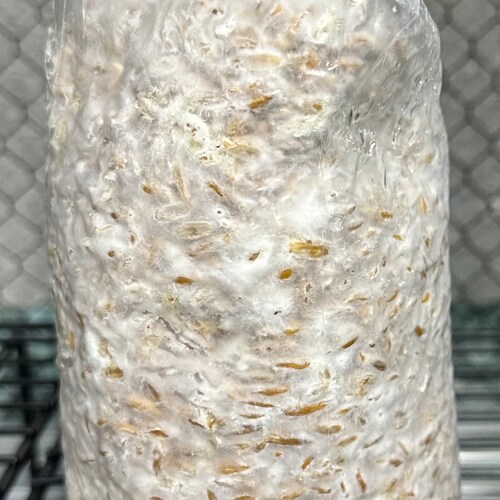 Fully Colonized Grain Spawn Bags Etsy