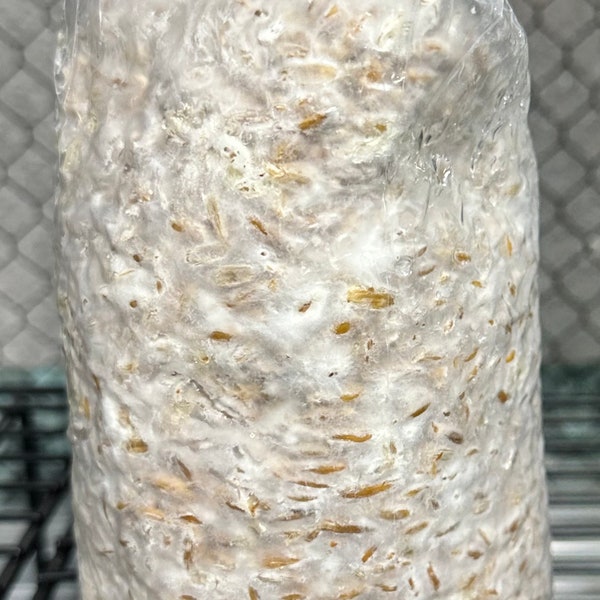 Fully colonized grain spawn bags