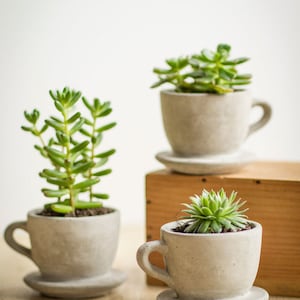 Concrete Tea/Coffee Cup Planter Succulents planter