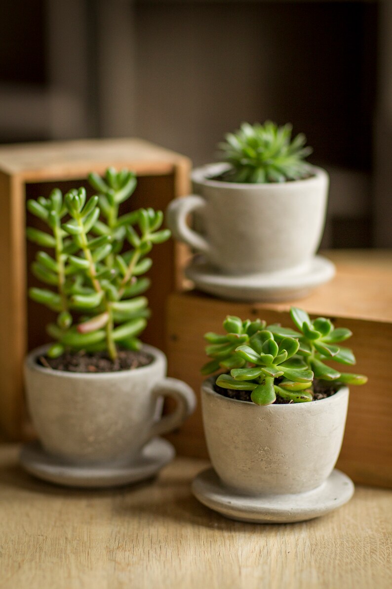 Concrete Tea/coffee Cup Planter Succulents Planter Etsy