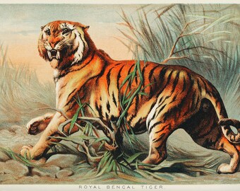 Royal Bengaalse Tijger Print