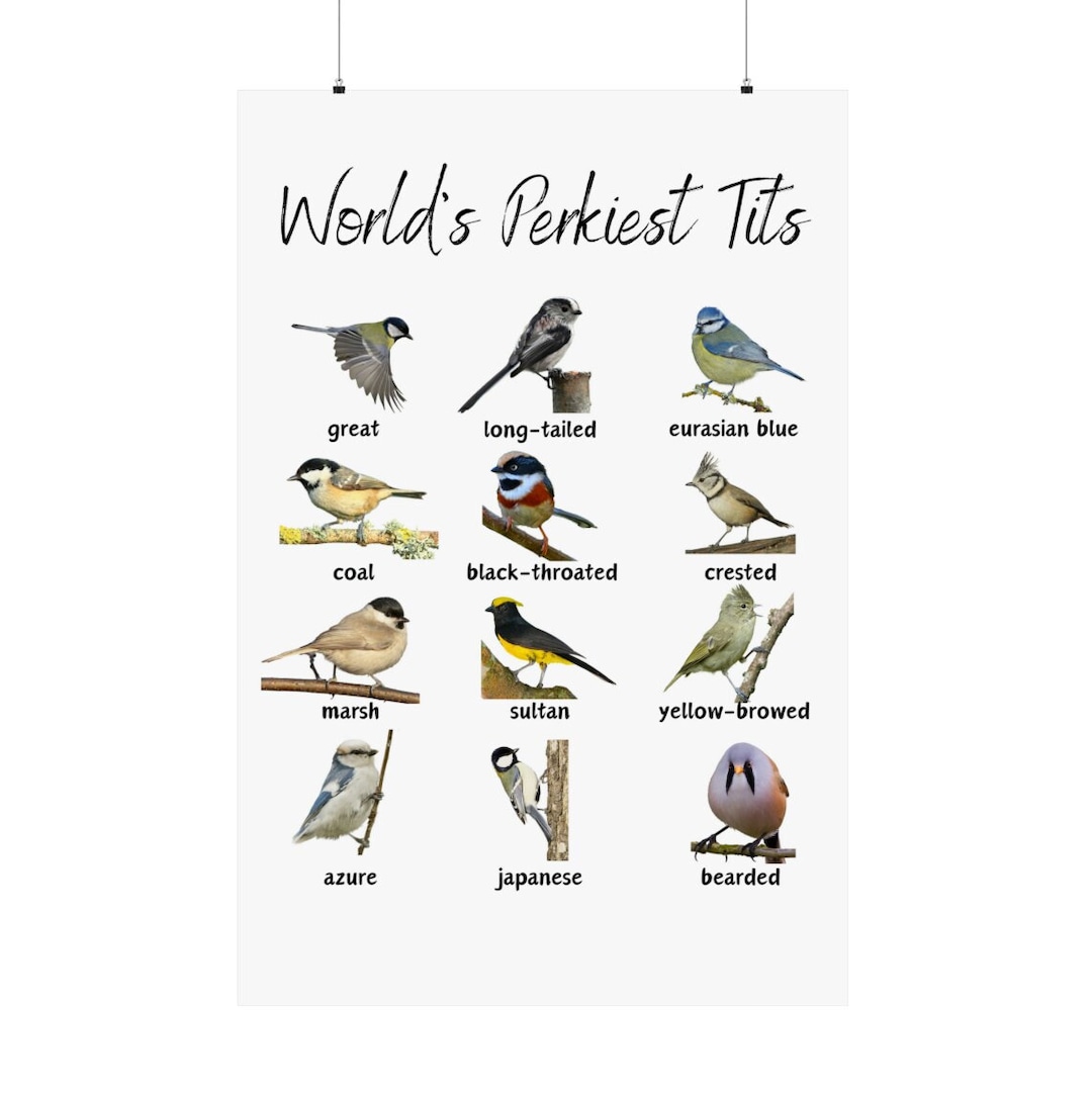 world-s-perkiest-tits-bird-wall-art-12-tit-birds-funny-poster-print