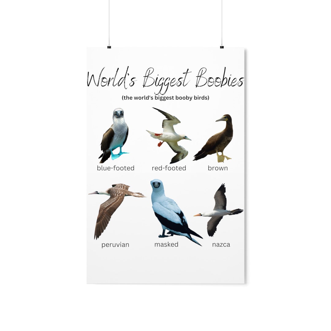 World's Biggest Boobies 6 Largest Booby Birds Wall Art - Etsy