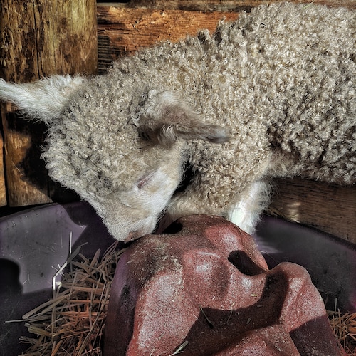 Wool Ranch Rarewoolranch - Etsy