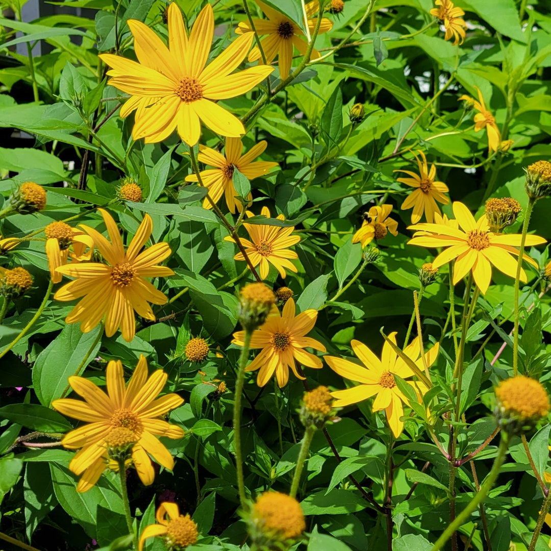PREORDER Early Dwarf Sunray Sunchoke/jerusalem Artichoke helianthus