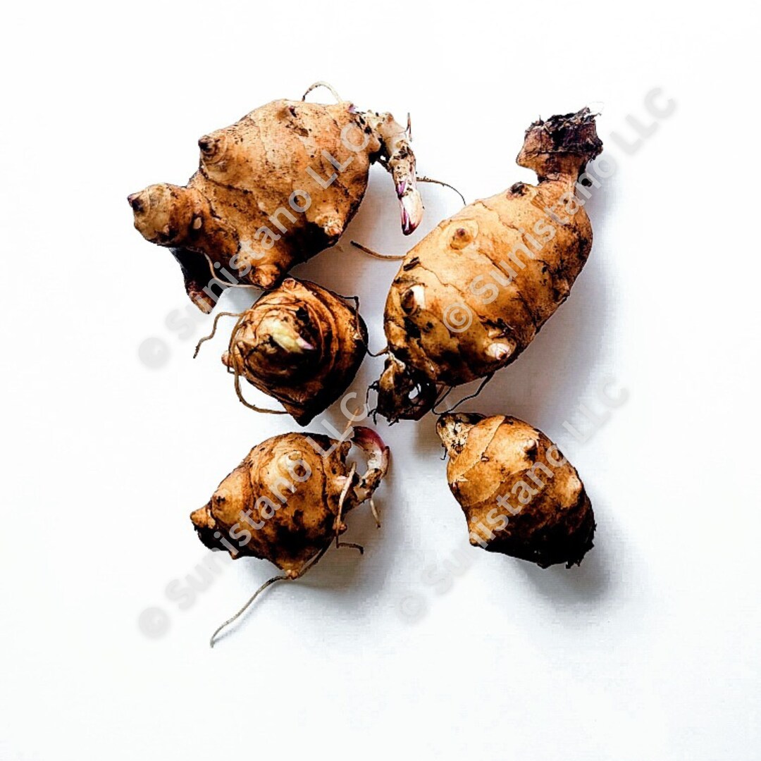 PREORDER Early Dwarf Sunray Sunchoke/jerusalem Artichoke Etsy