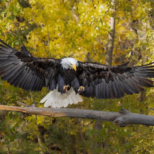 Bald Eagle Landing