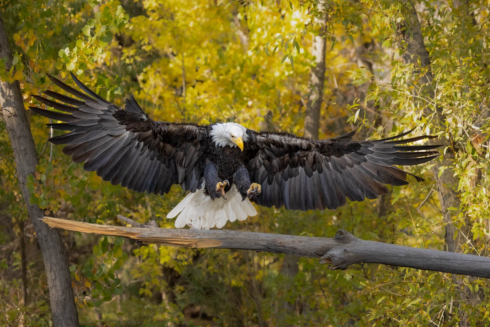 Bald Eagle Landing