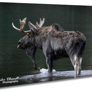 Moose Wall Art Aspen Colorado Landscape Print, Wildlife Photography, Rustic Cabin Decor