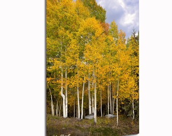 Aspen Trees Fall Colors – Telluride Colorado Photography Wall Art