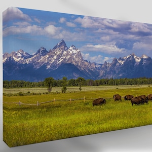 Buffalo Roaming at Grand Teton