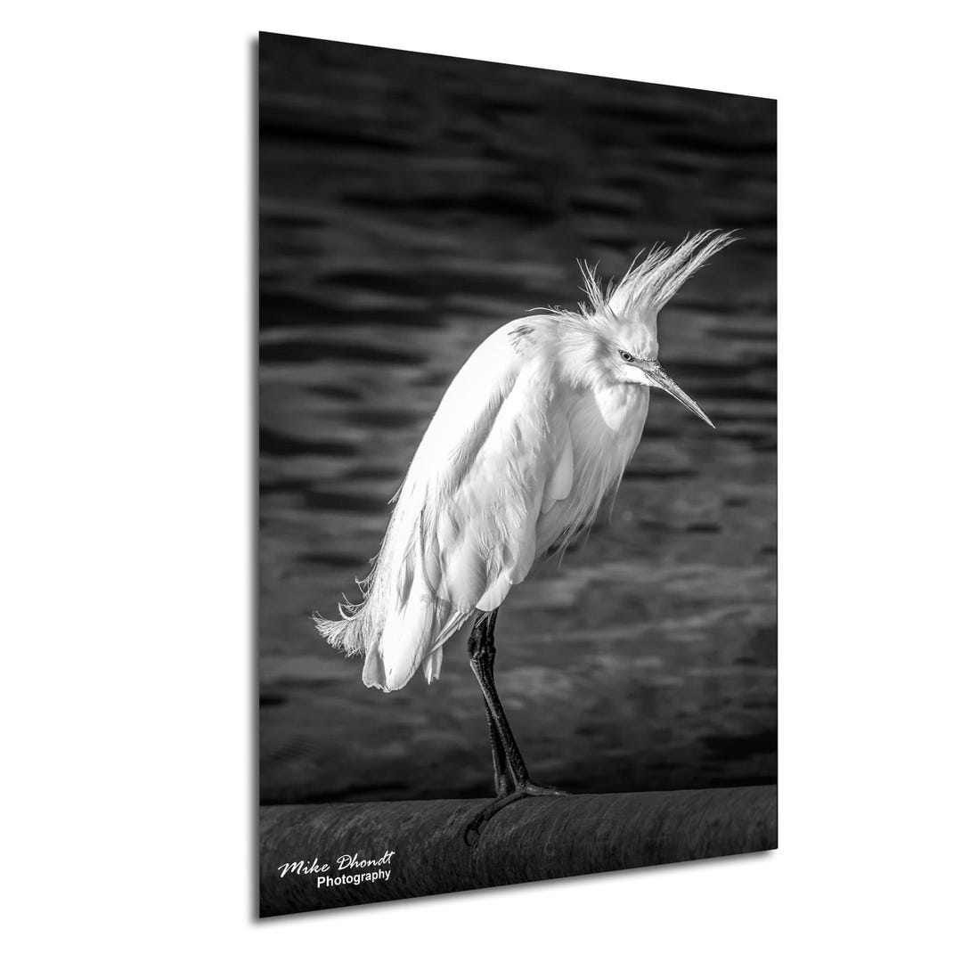 Black and White Snowy Egret Wall Art – Fine Art Wildlife Photography ...