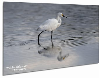 Snowy Egret Fine Art Print: Belmar Park Wildlife Photography