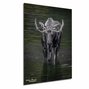 Moose Wall Art Aspen Colorado Portrait Print, Wildlife Photography, Rustic Cabin Decor