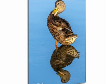 Mallard Duck at Belmar Park in Lakewood, Colorado - Strike a Pose Wildlife Photography