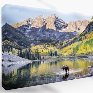 Maroon Bells Moose Encounter Aspen, Colorado Landscape