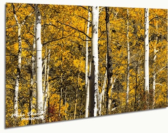 Aspen Trees Colorado Fall Wall Art – Fall Foliage Landscape Photography