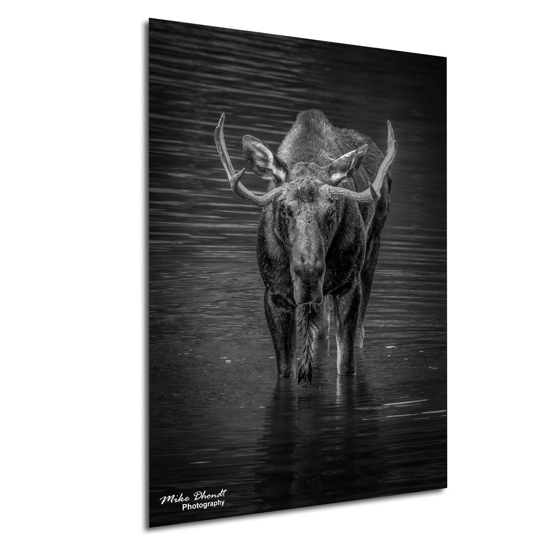 Black and White Moose Portrait Print: Aspen Colorado Wildlife ...