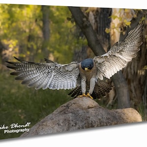 Peregrine Falcon Wall Art Print, Wildlife Decor, Nature Gift for Bird Lovers