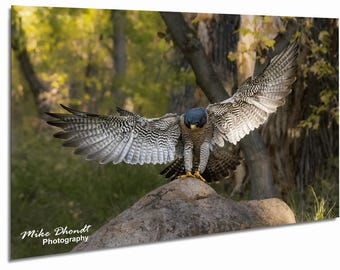 Peregrine Falcon Wall Art Print, Wildlife Decor, Nature Gift for Bird Lovers