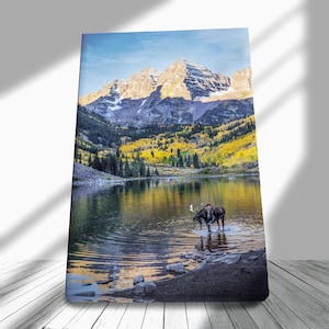 Maroon Bells Moose Encounter Aspen, Colorado Portrait