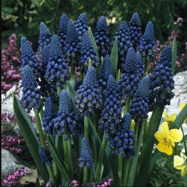 Van Zyverden Grape Hyacinths Giant Cobalt Blue Set of 25 Bulbs Blue Part Sun