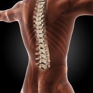May include: A transparent anatomical model of the human spine and rib cage, showing the bones and muscles of the back.