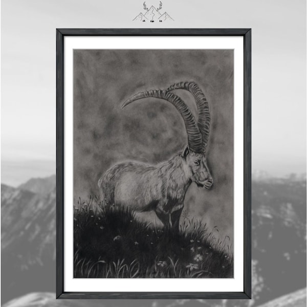 Alpine ibex (Capra ibex) charcoal drawing, alpine ibex original drawing, original charcoal drawing, original artwork, signed, capricorn