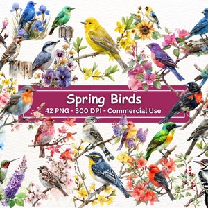 Bunte Vögel Clipart Bundle, PNG-Set von 32, Vogelillustrationen, Bluebird, Seidenschwänzchen, Bluejay, Tanger, Gouldian Fink, Zaunkönig, Schwalbe, Rotkehlchen