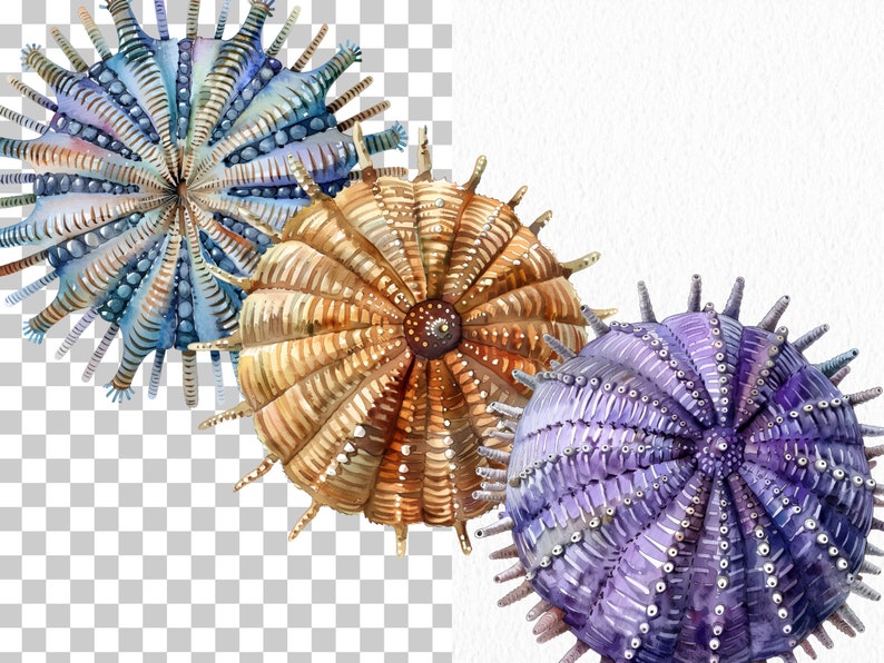 Clipart med havsdjur: 76 havsdjur i PNG (digital nedladdning) bild 7