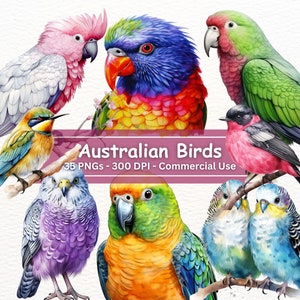 Australian Birds Clipart Bundle, PNG Set Of 35, Aussie Wildlife Bird illustrations, Parrot, Cockatoo, Rainbow Lorikeet, Pink Robin, Clip Art