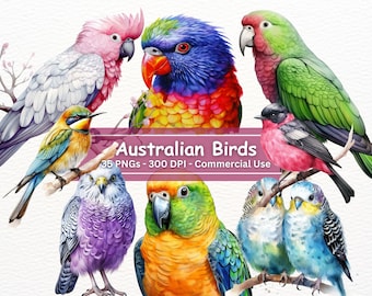 Australian Birds Clipart Bundle, PNG Set Of 35, Aussie Wildlife Bird illustrations, Parrot, Cockatoo, Rainbow Lorikeet, Pink Robin, Clip Art