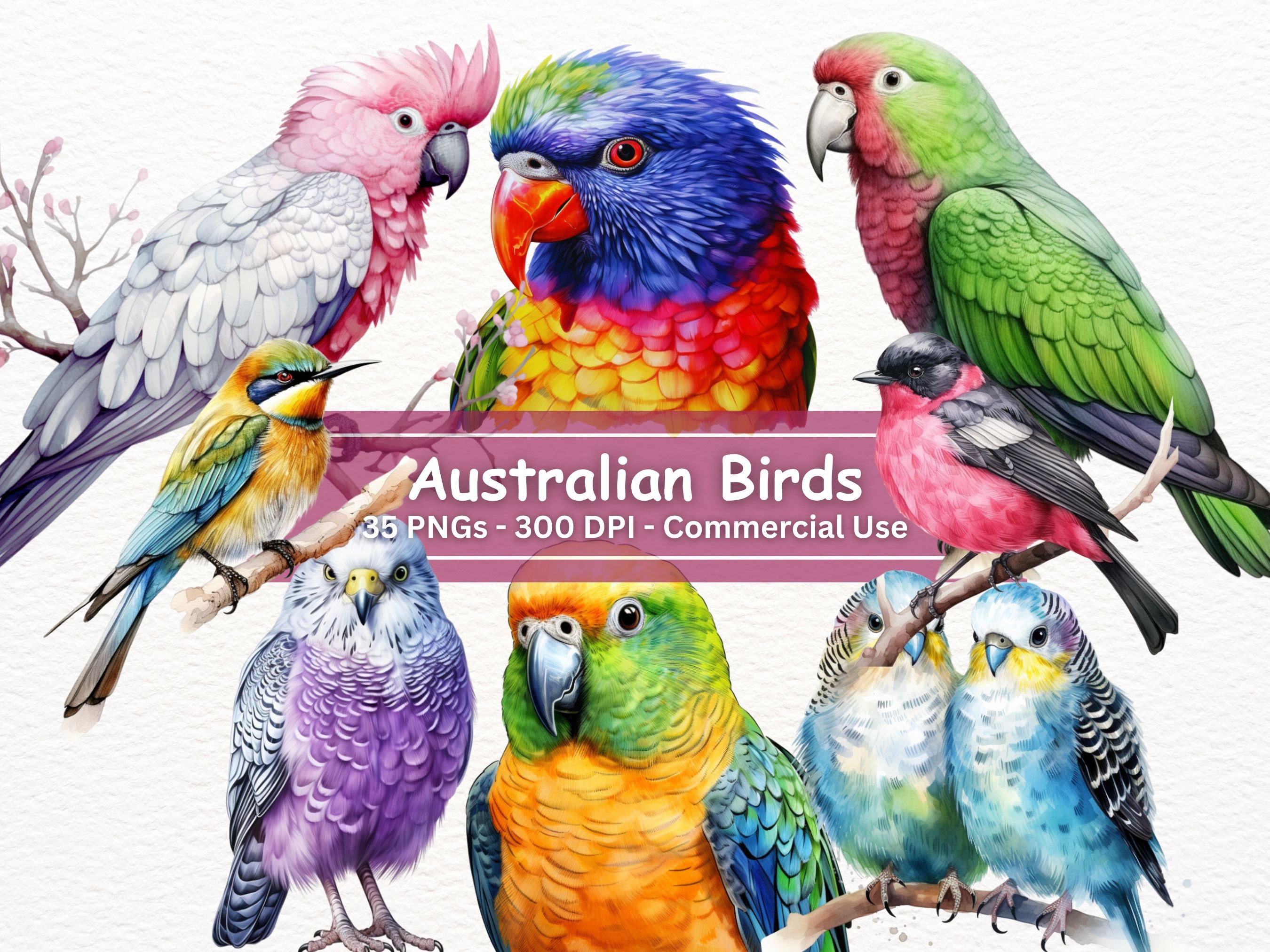Australian Birds Clipart Bundle, PNG Set Of 35, Aussie Wildlife Bird illustrations, Parrot, Cockatoo, Rainbow Lorikeet, Pink Robin, Clip Art