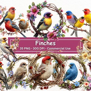Pacchetto clipart fringuelli, set di 35 PNG, illustrazioni di uccelli della fauna selvatica, uccelli da compagnia, clip art di uccelli colorati, artigianato con la carta digitale, creazione di cartoline