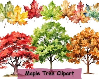 Aquarelle érable arbres Clipart, 19 PNG Bundle, Art botanique, téléchargement numérique, fabrication de cartes, journalisation, artisanat papier numérique, usage Commercial