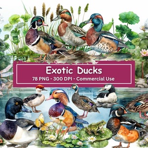 Exotische eenden clipart bundel, PNG set van 78, transparante achtergrond, wilde eend, mandarijn, eendje, vijver, cattails, waterlelies, houten eend