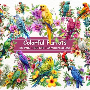 Pacote de clipart de papagaios, conjunto de 50 PNG, ilustrações de pássaros selvagens, papagaio, cacatua, arara, calopsita, pássaros coloridos Clipart