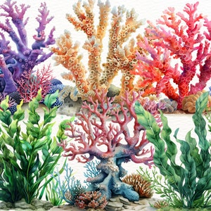 Clipart med havsdjur: 76 havsdjur i PNG (digital nedladdning) bild 4