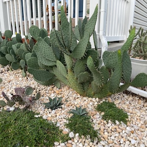 Cow&#39;s Tongue Cactus (Opuntia Linguiformis)