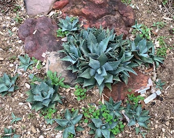 Cold Hardy Agave