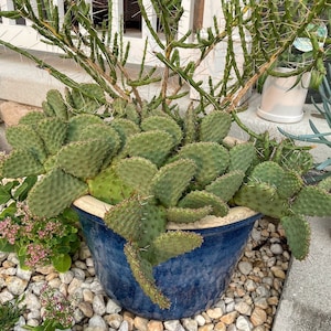 Prickly Pear Cactus (Hybrid Opuntia)