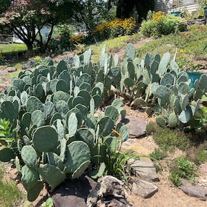 Texas Prickly Pear (Opuntia Engelmannii)
