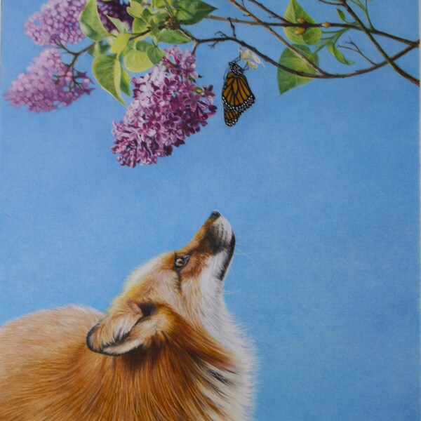 Fox looking up at a Monarch on a Lilac bush Colored Pencil