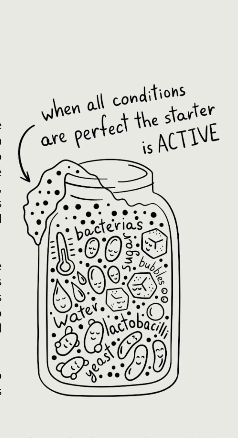 A Beginners Guide to Sourdough Bread Etsy