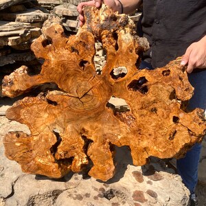 May include: A large, irregular slab of natural wood featuring a prominent burl pattern with swirling grain, golden-brown tones, and several organic voids or holes throughout the centre and edges, showcasing the raw texture of the tree root.