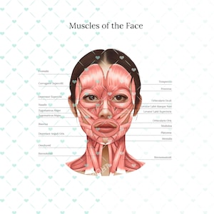 Muscles of the Face and Neck PNG | Botox & Filler Injector | Anatomy | Esthetician | Aesthetics | Dermatology | Medspa| Digital Download PNG