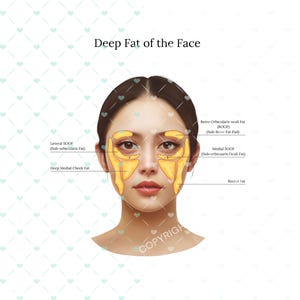 Deep Fat Pads of the Face PNG| Botox & Filler Injector | Anatomy | Art | Poster | Aesthetics | Dermatology | Medspa| Digital Download